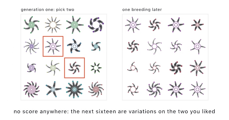 Two four-by-four grids of small radial ornaments. In the left grid every ornament is different and two are outlined in orange. In the right grid, one breeding later, all sixteen are recognizable variations on the outlined pair