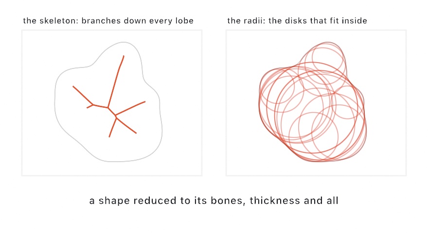 Two panels of the same lobed blob: on the left its medial axis as branching lines down the middle of each lobe, on the right the inscribed disks those branches carry, each disk touching the outline