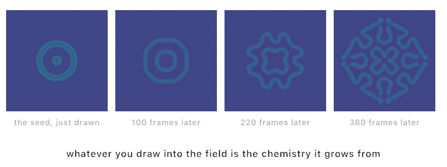 Four dishes seeded with the same ring at different moments, showing its growth: the raw ring, a thickened double ring, a wavy cross, and a labyrinth filling the dish