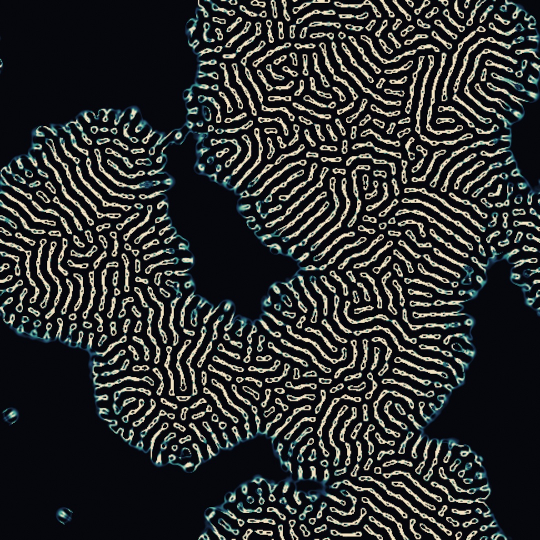 Lenia colonies on near-black: several large patches of fine cream-colored ridges with soft glowing teal edges, growing outward into open space, with a few small round organisms drifting alone at the left