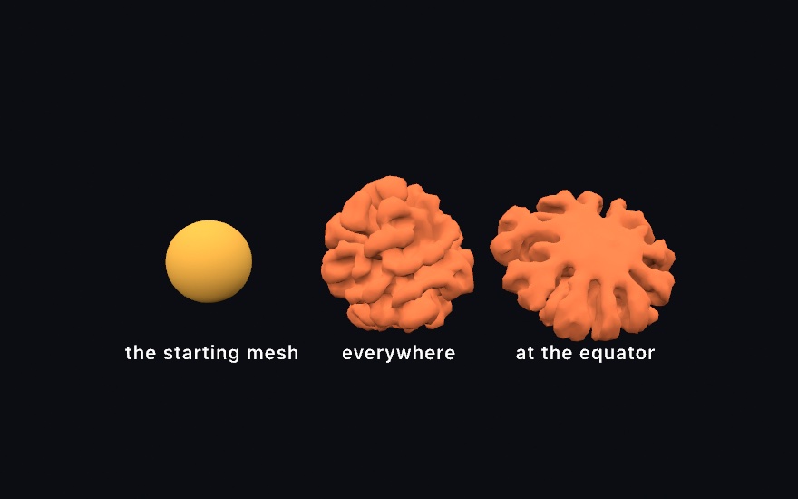 Three forms in a row against black: a smooth yellow sphere labeled the starting mesh, an orange ball completely covered in even brain-like folds labeled everywhere, and a flattened orange form with a smooth top and a ruffled rim labeled at the equator