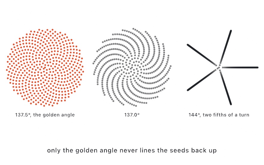 The same 500 seeds in three disks, each seed turned by one angle and pushed out by the square root of its number: at 137.5 degrees, the golden angle, in orange, they fill the disk evenly; at 137.0 degrees they line up into curving spokes with gaps between them; at 144 degrees, two fifths of a turn, they make five straight spokes